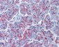 CLDN1 / Claudin 1 Antibody (clone 1C5-D9)
